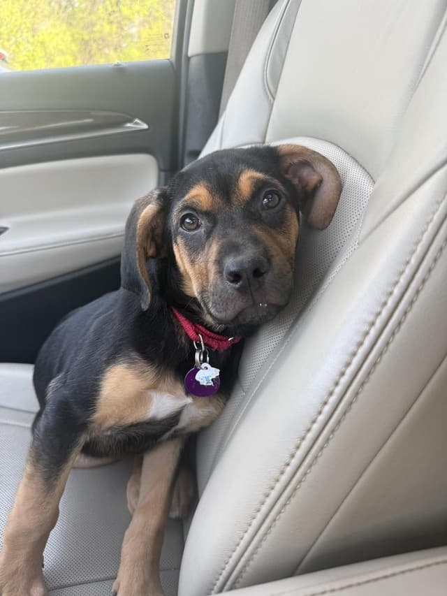 Pup Gumdrop media 3