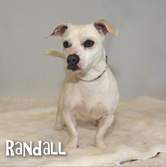 Randall media 3