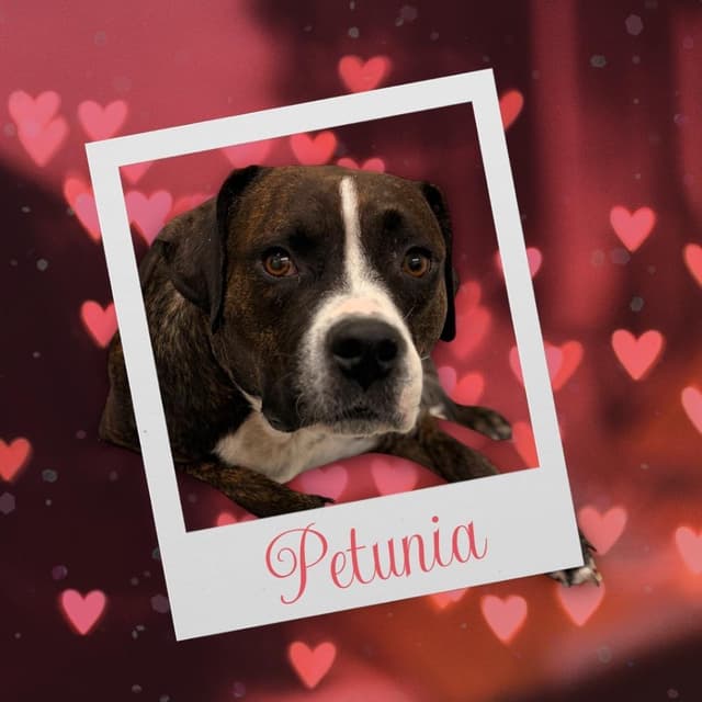 Petunia media 3