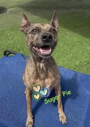 Sugar Pie media 3