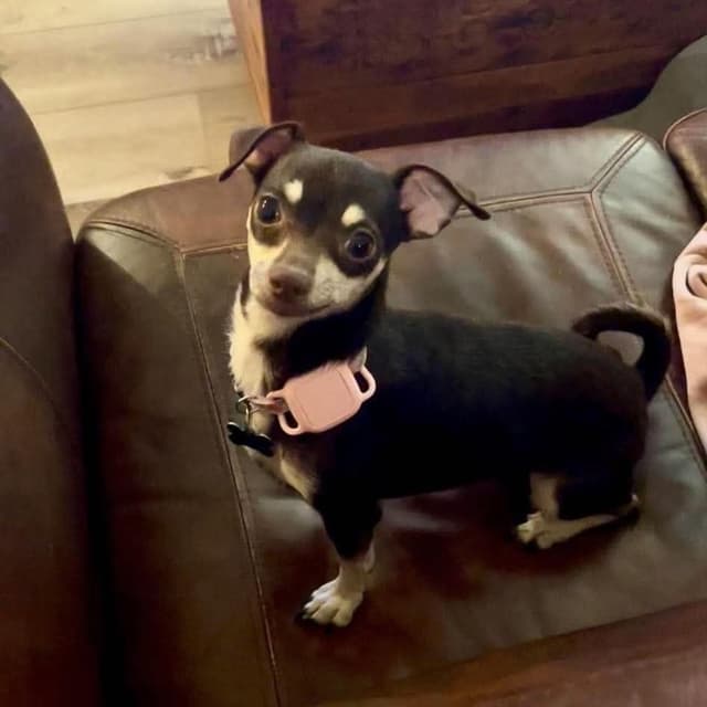 Aspen & Celeste (BONDED PAIR) media 2
