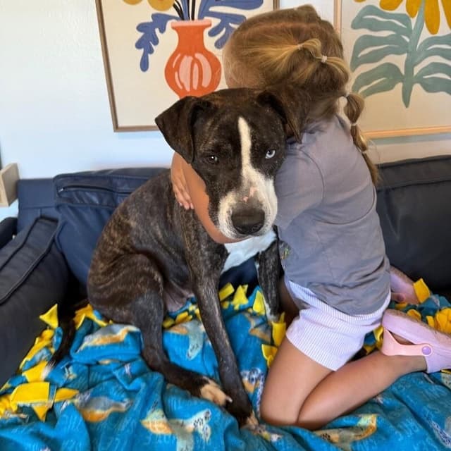 Lane Boots the Snuggly Couch Dog media 3