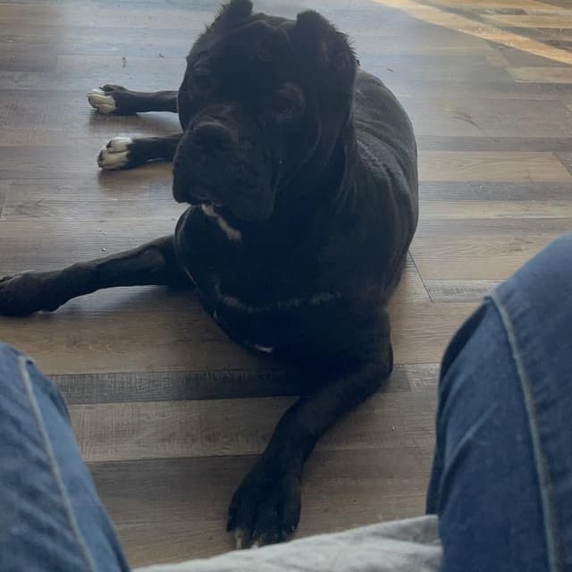 Rhea media 3