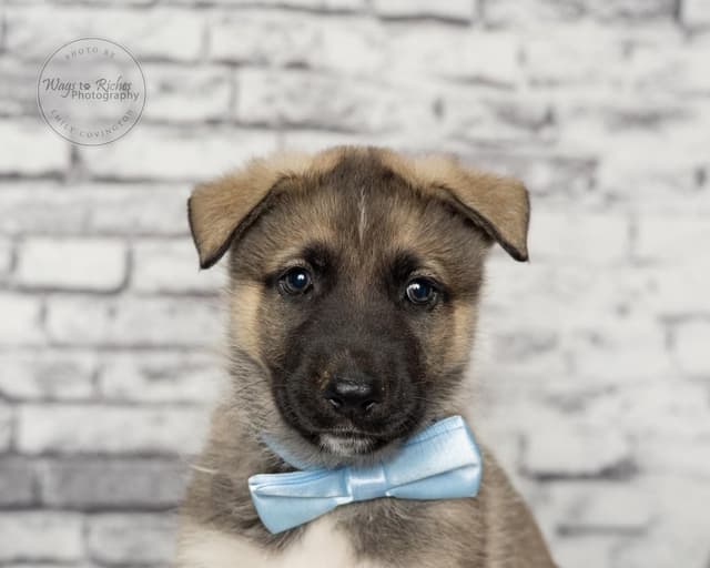Fritz - 5 lbs. media 4