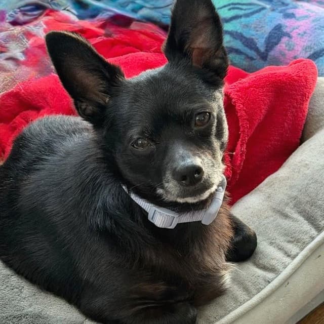Milo (Foster) media 2