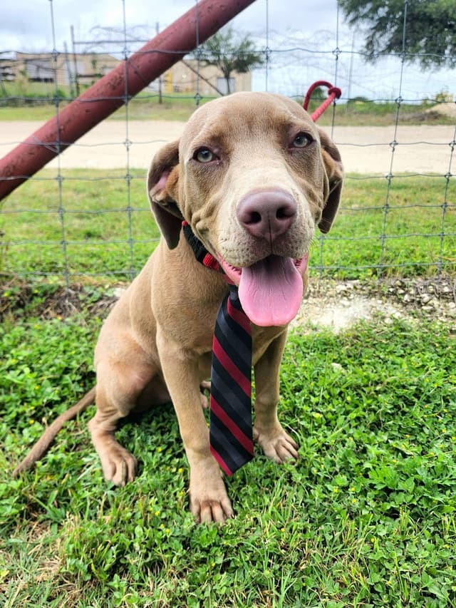 Bart the Lab Mix media 4