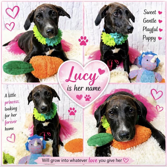 Lucy media 4