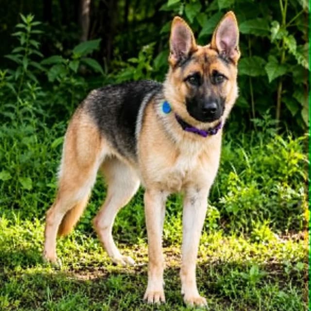 Sheba (26-241) media 3