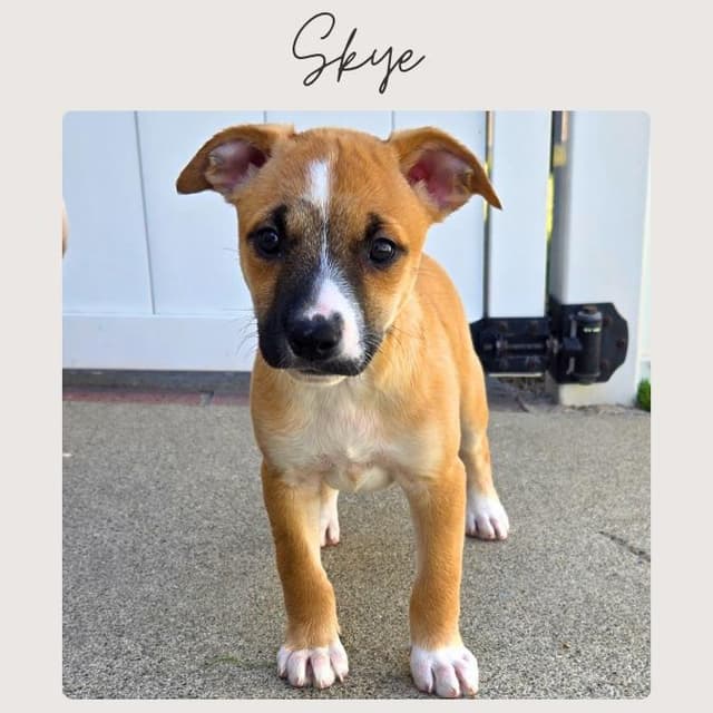 SKYE media 3