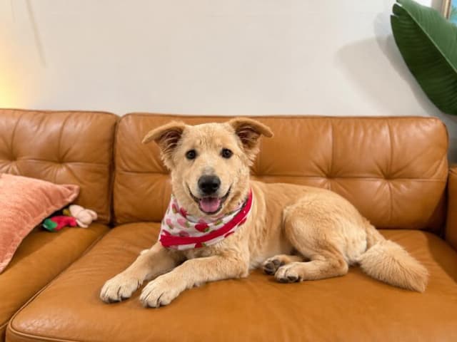 Mazie Maybell Professional Cuddle Bug media 3
