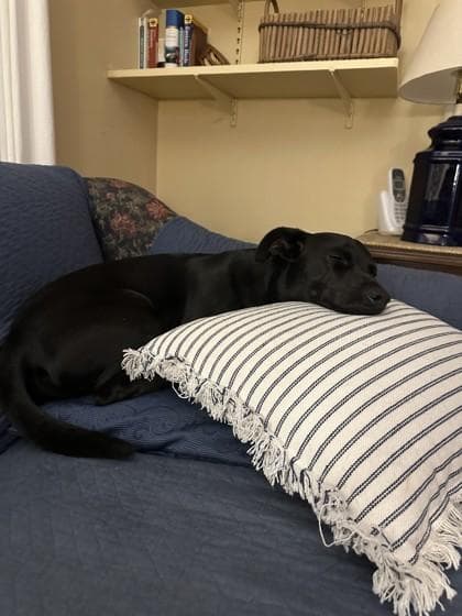Baylor James - Available in Foster media 2