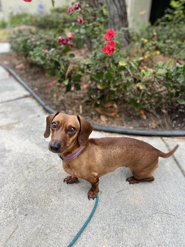 Mabel (courtesy post) media 2