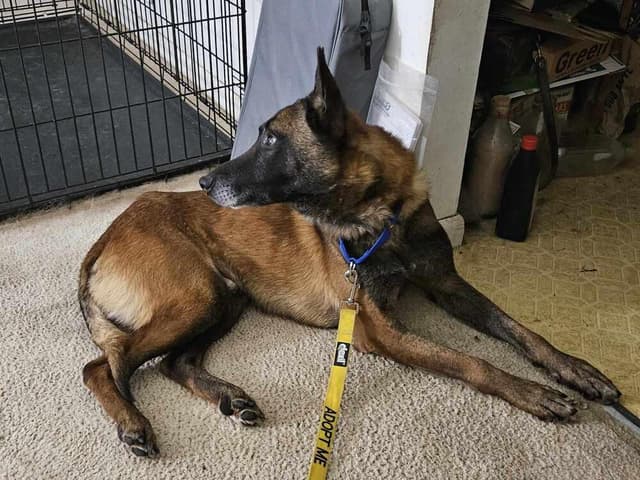 Ziggy - Located in IL media 4