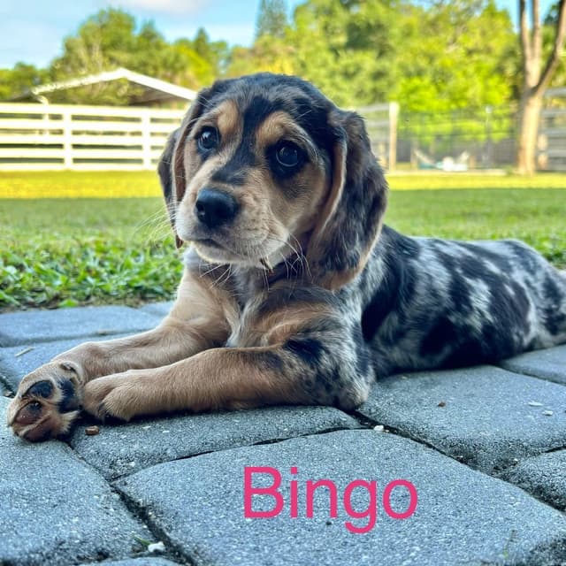 BINGO media 3