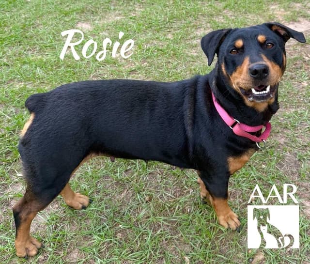 Rosie media 4