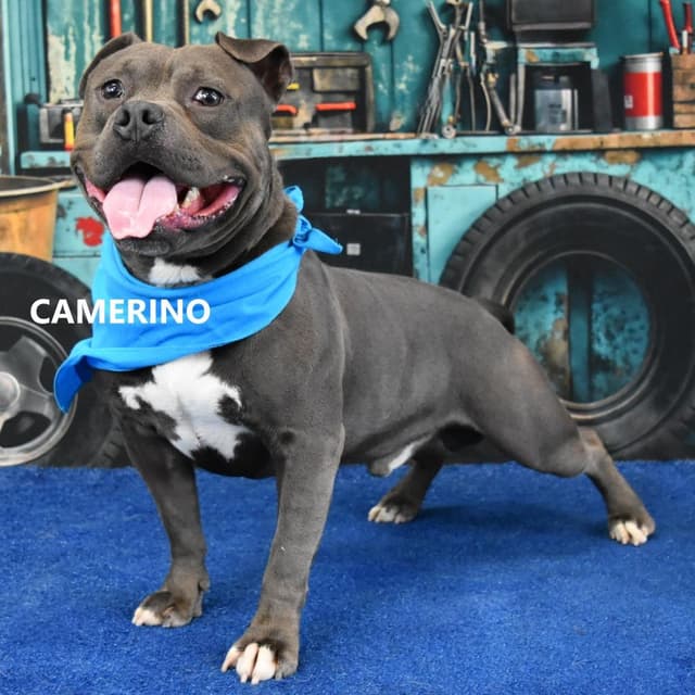 Camerino media 2