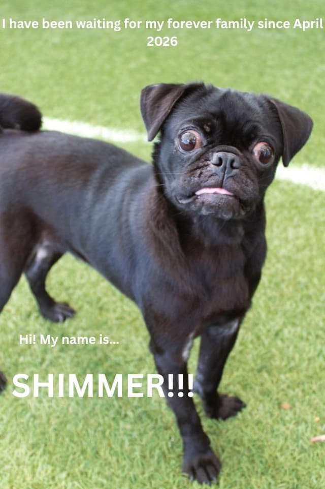 Shimmer media 4