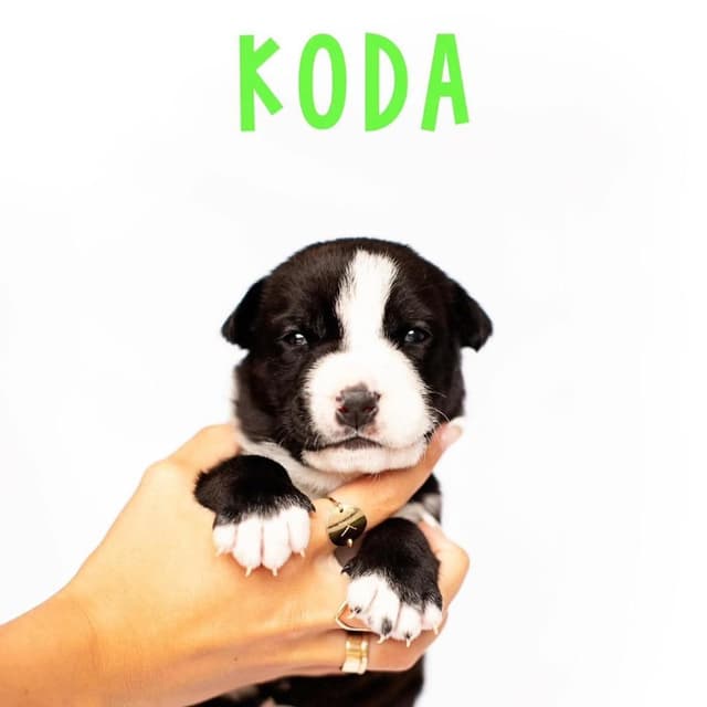 Koda (C000-251) - Costa Mesa Location *Available 7/3* media 5