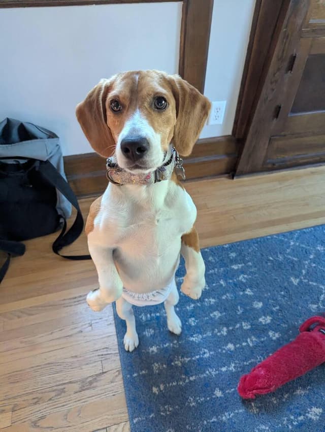 Ridglan Beagles media 5
