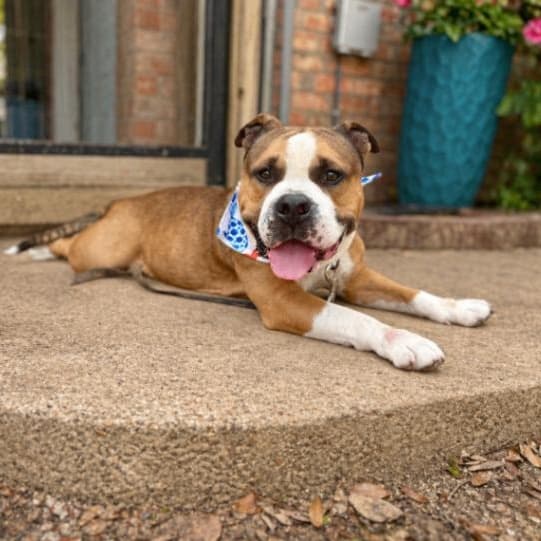 Barney Beefcake Bliss media 4