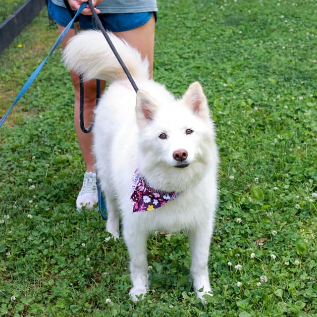 Cotton (Female) media 5