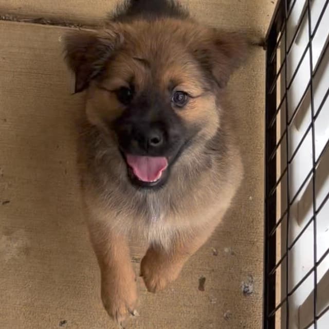 Cookie * Adoption Pending* media 6