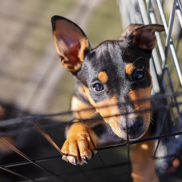 Famous Dogs Litter: Scooby media 3