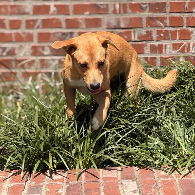 Honey Pot (adoption fee 100) media 4