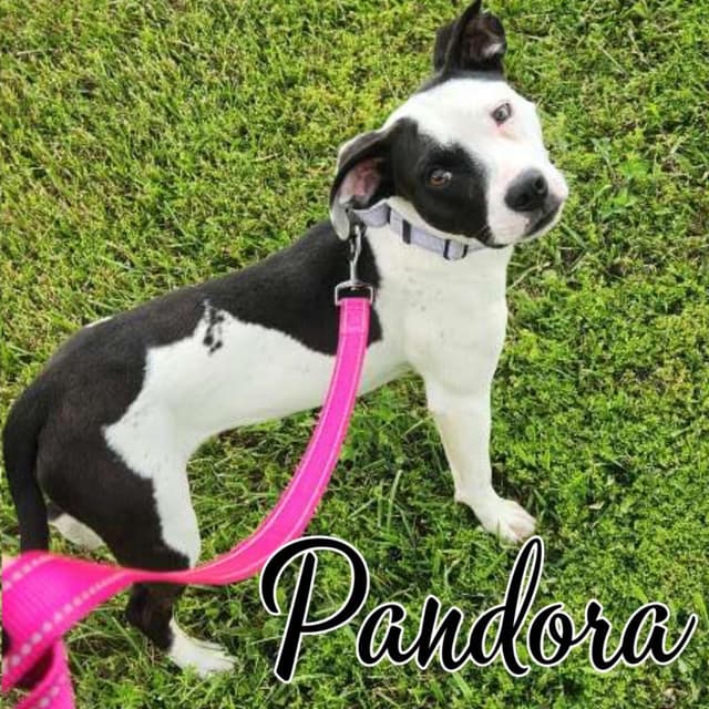 Pandora media 2