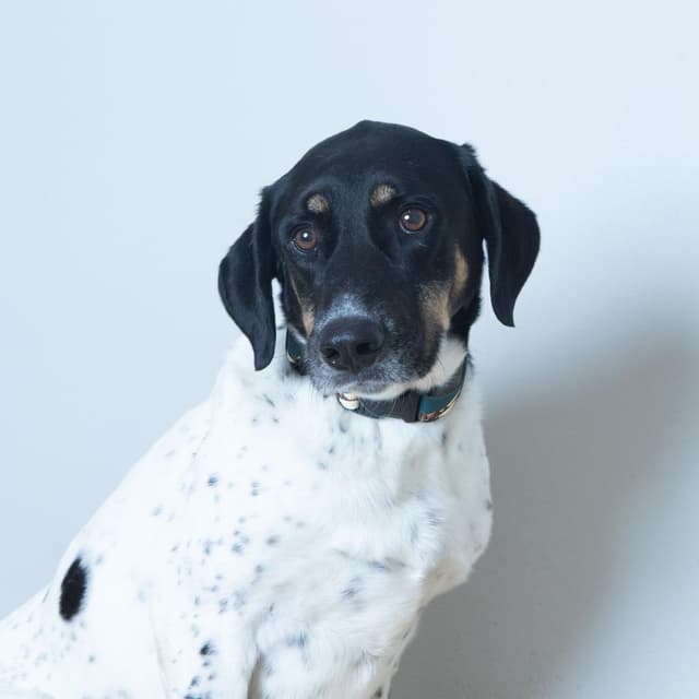 Milo D69915 media 5