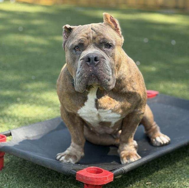 Bubz media 3