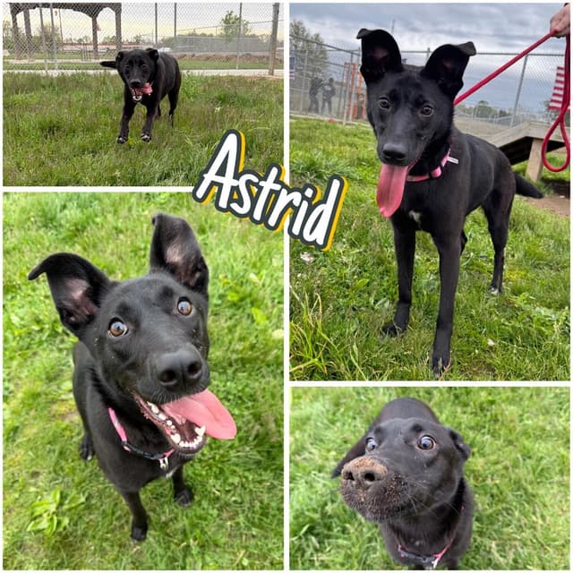 Astrid media 2