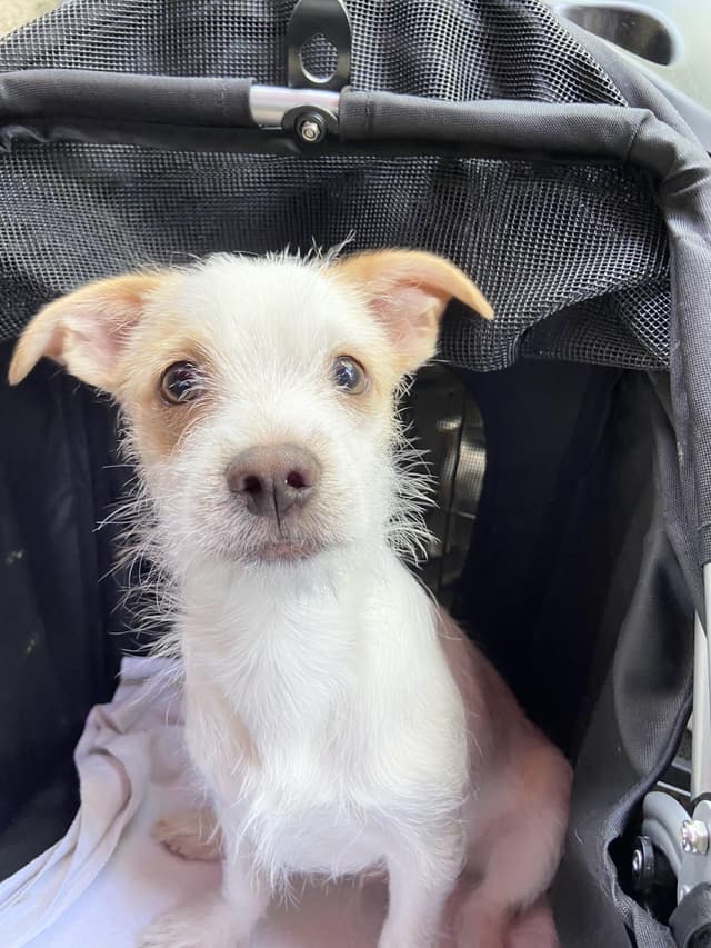 snowball available for adoption media 5
