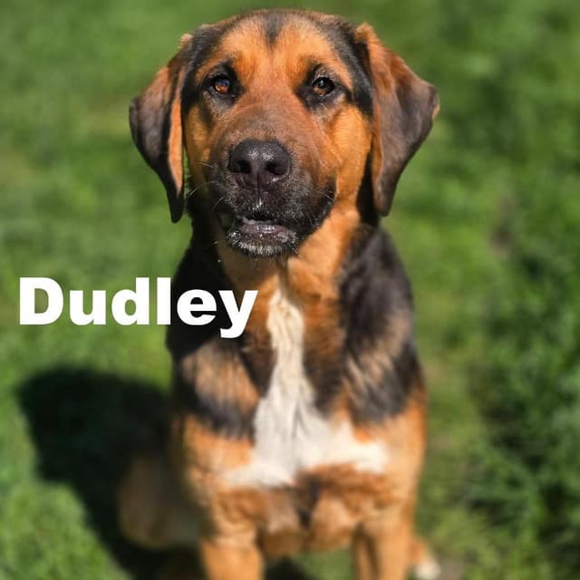 Dudley 260352 media 2