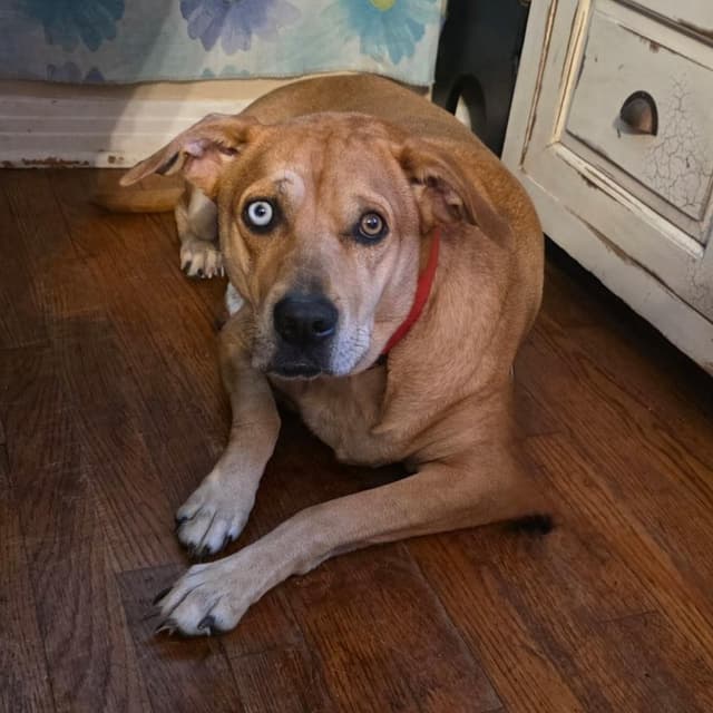 Holly (Sweet, Affectionate, Loyal, Playful) media 3