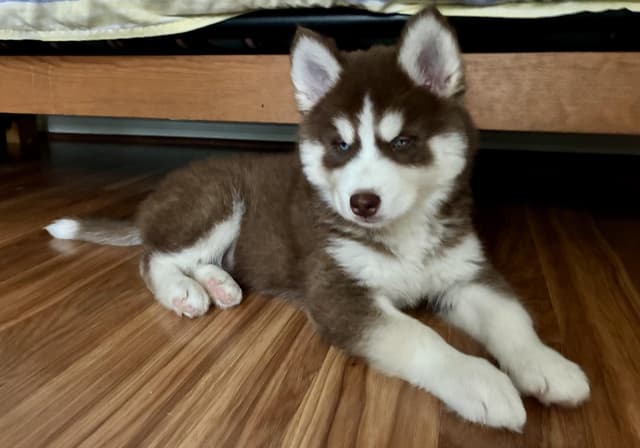 Belle Pup media 2