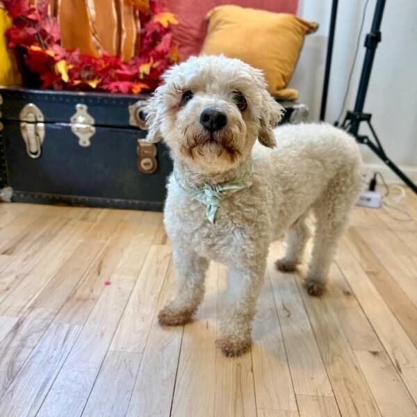 Bailey media 2