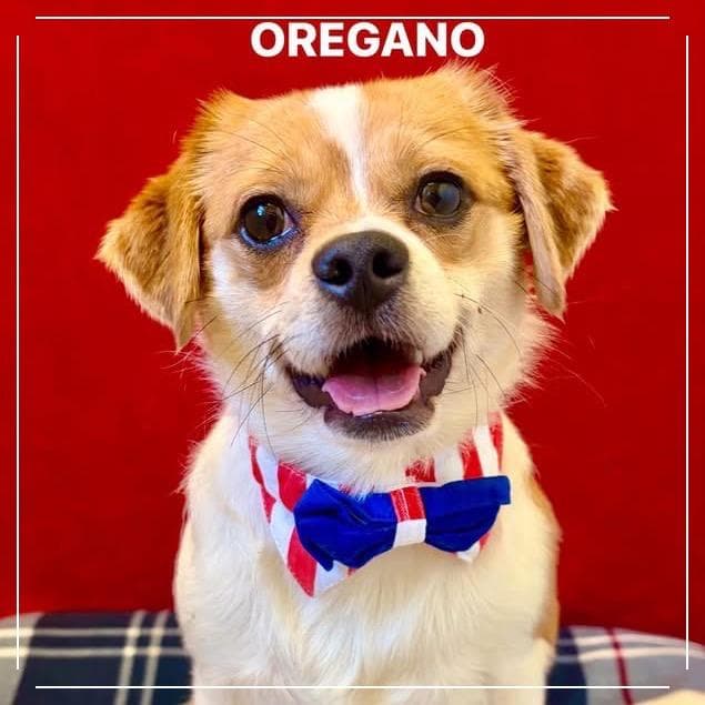 Oregano media 5