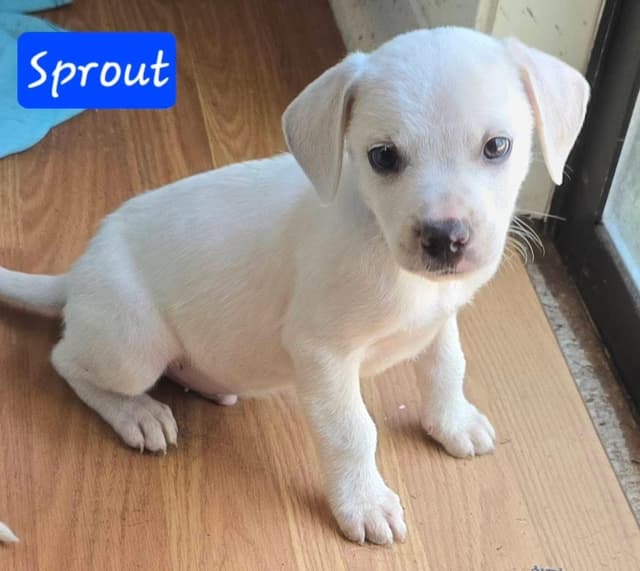 Sprout media 4