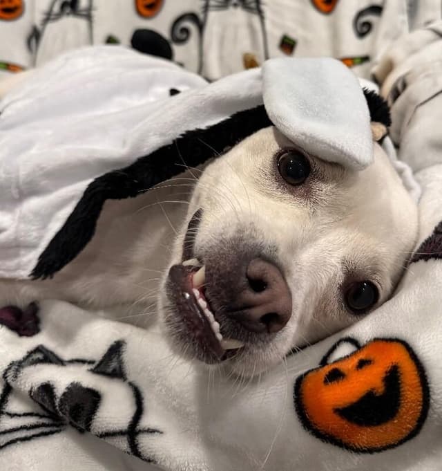 Jojo Jellybean the Sweetest Girl with the Best Smile media 4