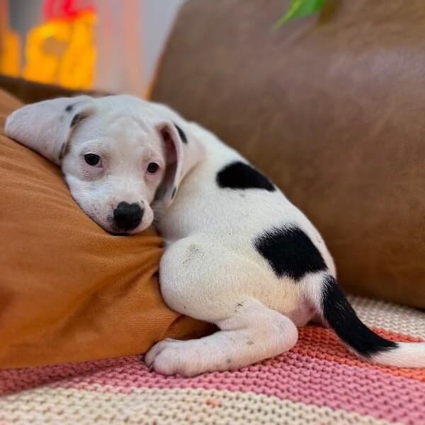 Strudel Pound Puppy media 3