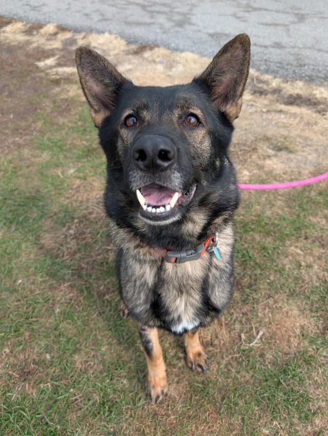 Amity - PENDING ADOPTION media 6