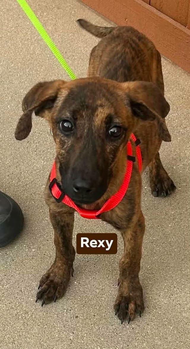 Rexy media 2