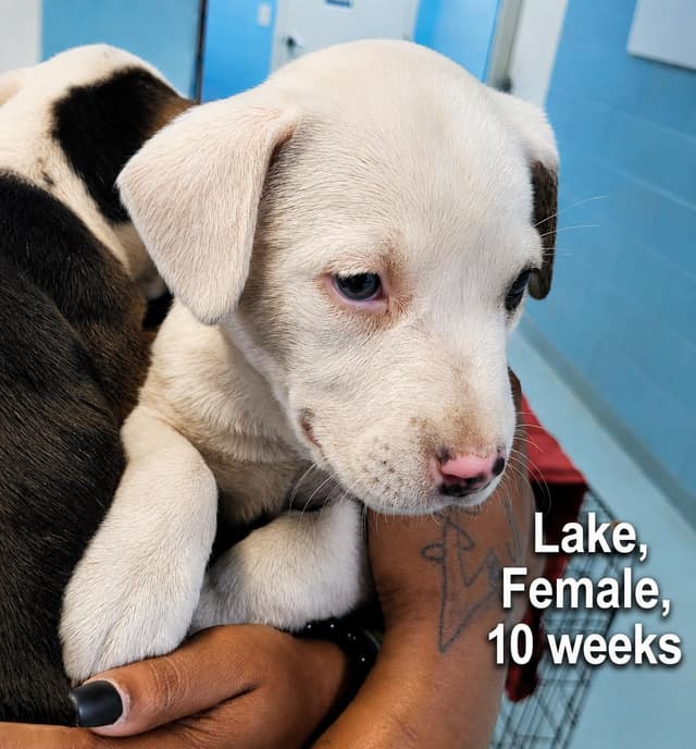 Lake (Hurricane's Litter) media 2