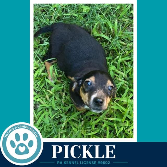 Pickle (Dilligent Doxies) 060626 media 3