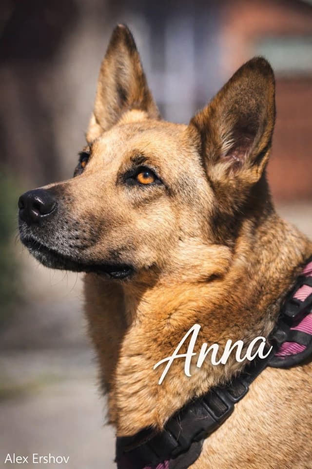 Anna media 3