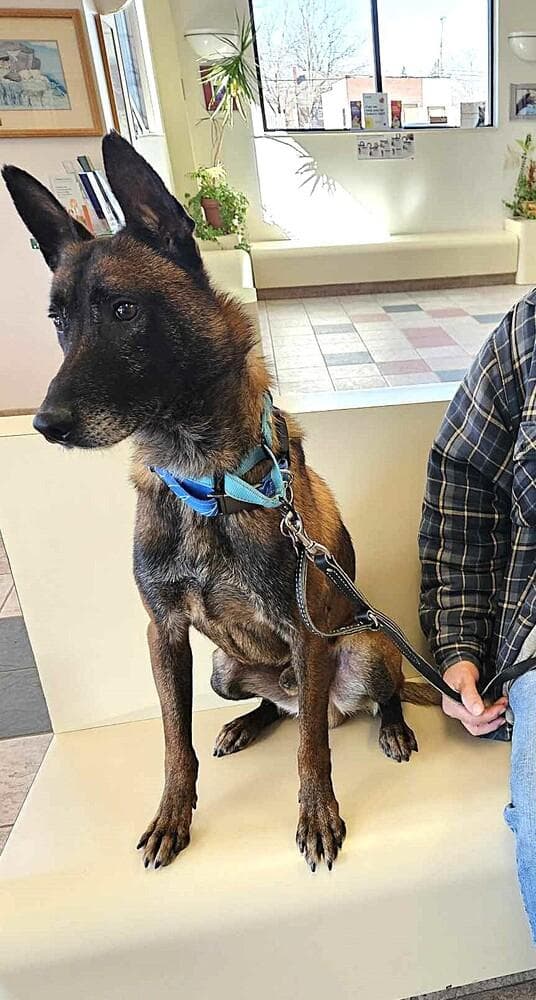 Ziggy - Located in IL media 6