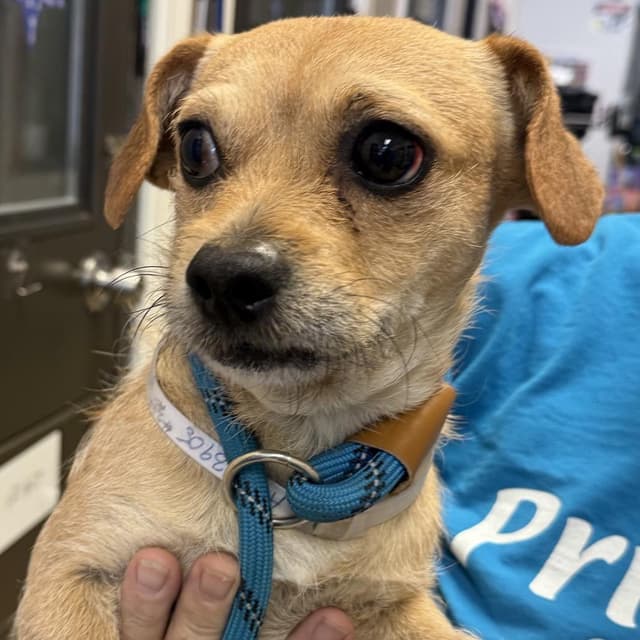 Mushu - Chino Hills Location media 3