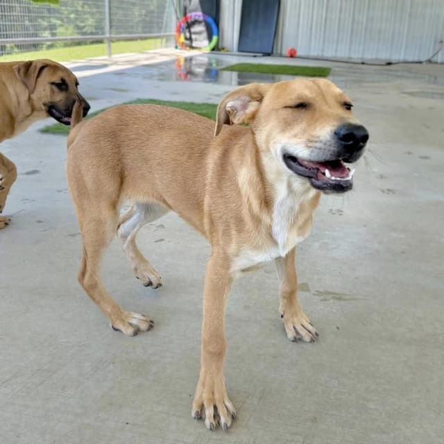 Madelyn - 100 adoption fee media 6