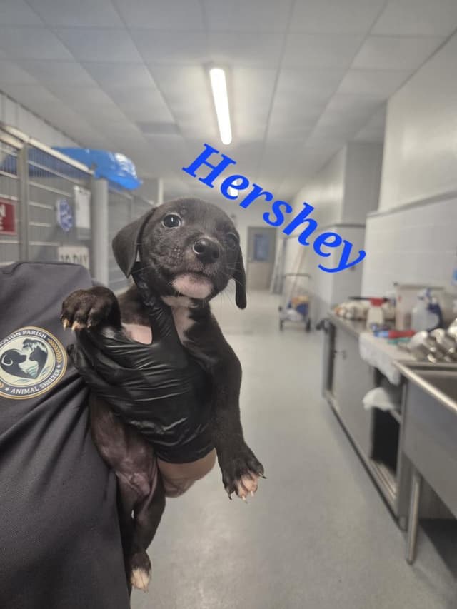 Hershey media 2
